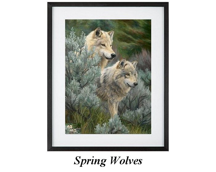 North American Wolves In Spring